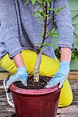 Woman planting a young peach tree in a pot on a terrace in step-by-step fashion. Settling the substrate around the base of the young tree