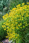 Coral Spurge (Euphorbia corallioides) in bloom