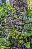 Early-flowering borage, Trachystemon orientalis