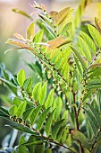 Phyllanthe (Phyllanthus puberus - Glochidion puberum) in bloom in cultivation. Plant showing Rouxs model, with deciduous branches. Tarn et Garonne. France