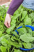 Harvesting young chard leaves in late winter.