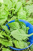 Harvesting young chard leaves in late winter.