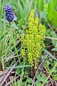 Cypress spurge (Euphorbia cyparissias) deformed by the fungus Uromyces pisi-sativi: the plant no longer flowers and emits aromatic compounds that attract flies, which disseminate the spores of the parasite.