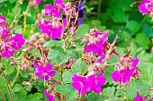 Cranesbill Geranium, Geranium macrorrhizum Czakor, flowers