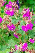 Cranesbill Geranium, Geranium macrorrhizum Czakor, flowers