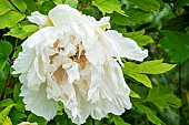 Japanese tree peony, Paeonia suffruticosa Shin-fusotsukasa, flowers