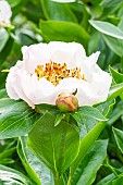 Herbaceous peony, Paeonia lactiflora Chalice, flower