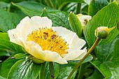 Herbaceous peony, Paeonia lactiflora Chalice, flower