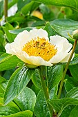 Herbaceous peony, Paeonia lactiflora Chalice, flower