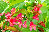 Begonia semperflorens Dragon Wing Red, flowers
