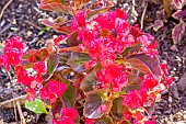 Begonia semperflorens Senator Red, flowers