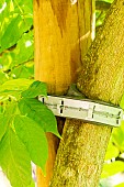 Clamp of a young tree on a stake