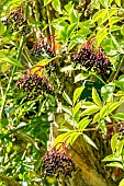 Elderberry Aureomarginata, Sambucus nigra Aureomarginata, berries