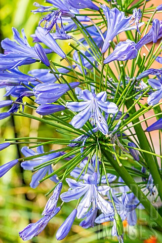 African_Lily_Agapanthus_africanusAgapanthus_Blue_Giant_flowers