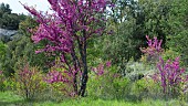Judas tree (Cercis siliquastrum) in bloom, Mont Ventoux, Provence, France