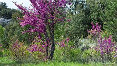Judas_tree_Cercis_siliquastrum_in_bloom_Mont_Ventoux_Provence_France