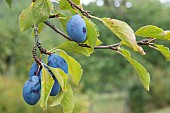 Alsatian plums on the tree, Vosges du Nord Regional Nature Park, France