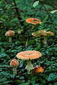 Fly agarics (Amanita muscaria) undergrowth, Forêt de la Reine, Lorraine, France