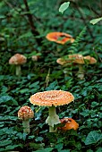 Fly agarics (Amanita muscaria) undergrowth, Forêt de la Reine, Lorraine, France