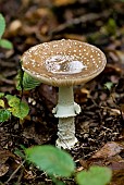 Panther mushroom (Amanita pantherina), undergrowth, Forêt de la Reine, Lorraine,France