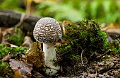 Panther mushroom (Amanita pantherina), undergrowth, Forêt de la Reine, Lorraine,France