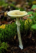 Death Cap (Amanita phalloides), Forêt de la Reine, Lorraine, France