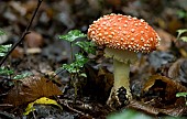 Fly agaric (Amanita muscaria) undergrowth, Forêt de la Reine, Lorraine, France