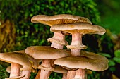 Honey mushroom (Armillaria mellea) rings, France