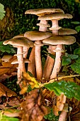 Honey mushroom (Armillaria mellea) rings, France