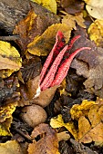 Devils claw fungus (Clathrus archeri) formerly (Anthurus archeri), Atton, Lorraine, France