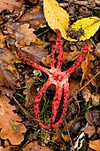 Devils claw fungus (Clathrus archeri) formerly (Anthurus archeri), Atton, Lorraine, France