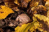 Devils claw fungus (Clathrus archeri) formerly (Anthurus archeri), egg stage before hatching, Atton, Lorraine, France