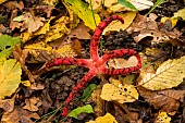 Devils claw fungus (Clathrus archeri) formerly (Anthurus archeri), Atton, Lorraine, France