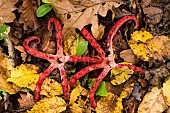 Devils claw fungus (Clathrus archeri) formerly (Anthurus archeri), Atton, Lorraine, France