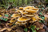 Honey mushroom (Armillaria mellea), Forêt de la Reine, Lorraine, France