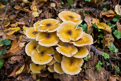Honey_mushroom_Armillaria_mellea_on_a_stump_Fort_de_la_Reine_Lorraine_France