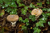 Panther mushroom (Amanita pantherina), undergrowth, Forêt de la Reine, Lorraine,France