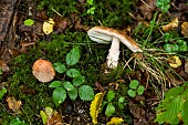 Blusher (Amanita rubescens), Forêt de la Reine, Lorraine, France