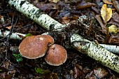 Blusher (Amanita rubescens), Forêt de la Reine, Lorraine, France