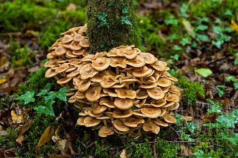 Honey_mushroom_Armillaria_mellea_on_a_trunk_Fort_de_la_Reine_Lorraine_France