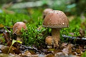 Blusher (Amanita rubescens), Forêt de la Reine, Lorraine, France