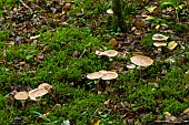 Blusher (Amanita rubescens), Forêt de la Reine, Lorraine, France