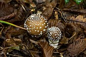 Panther mushroom (Amanita pantherina), undergrowth, Forêt de la Reine, Lorraine,France