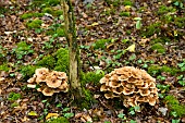 Honey mushroom (Armillaria mellea) on a stump, Forêt de la Reine, Lorraine, France