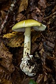 Death Cap (Amanita phalloides), Forêt de la Reine, Lorraine, France