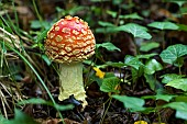 Fly agaric (Amanita muscaria) undergrowth, Forêt de la Reine, Lorraine, France