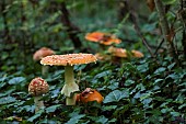 Fly agarics (Amanita muscaria) undergrowth, Forêt de la Reine, Lorraine, France