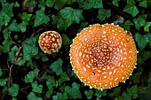 Fly agarics (Amanita muscaria) undergrowth, Forêt de la Reine, Lorraine, France