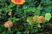 Fly agarics (Amanita muscaria) undergrowth, Forêt de la Reine, Lorraine, France