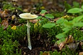 Death Cap (Amanita phalloides), Forêt de la Reine, Lorraine, France